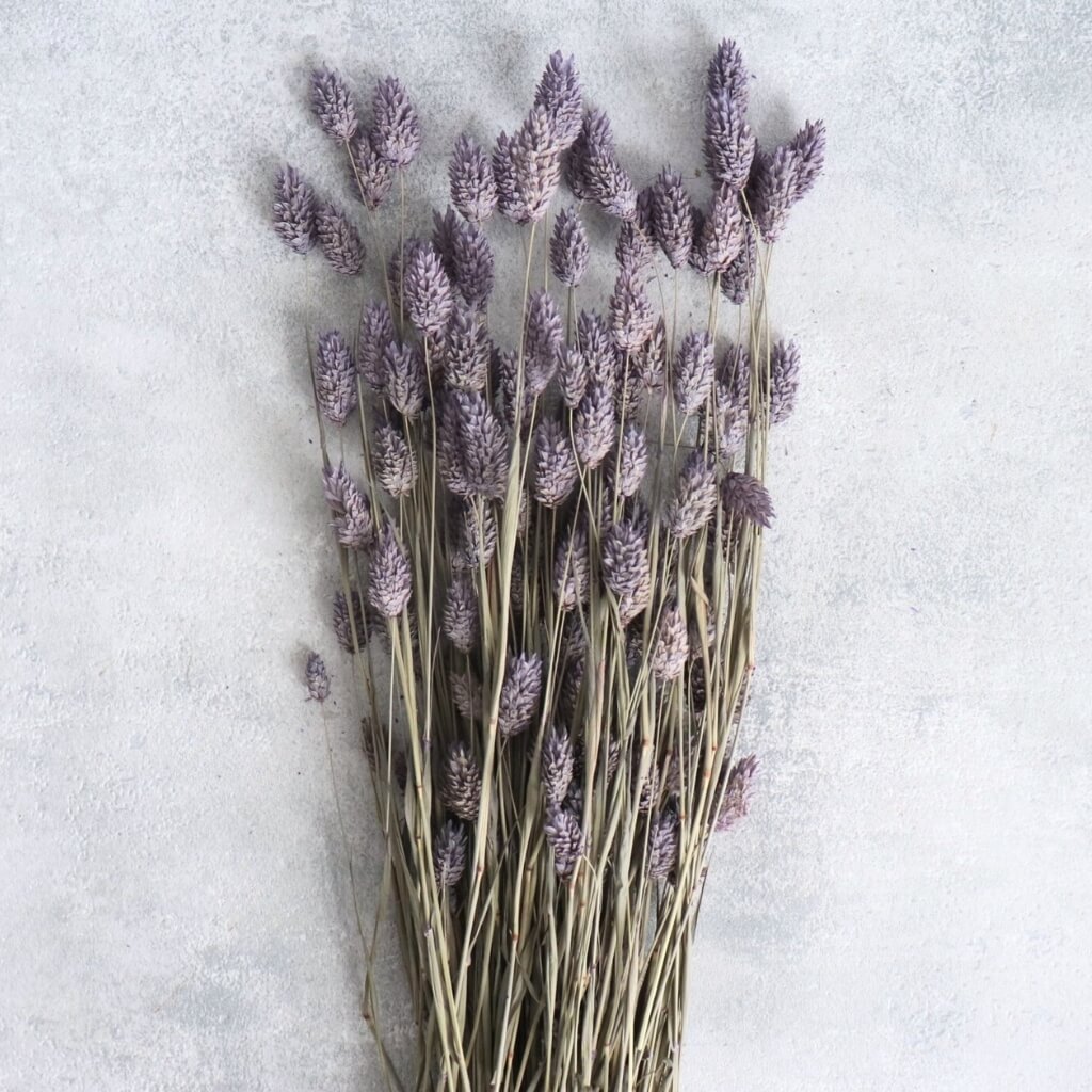 Sušený Phalaris milka – světle fialová chrastice pro jemné svatební a dekorativní aranžmá